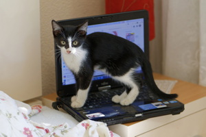 Kitten on a laptop